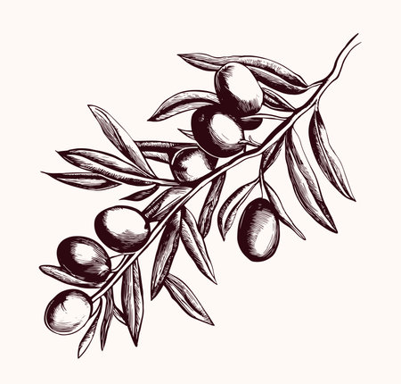 Olive tree branch with olive fruits and leafのイラスト素材