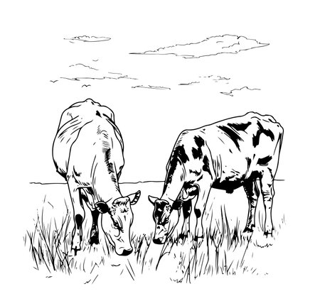 sketch of cows drawn by hand. livestock cattle animal grazingのイラスト素材