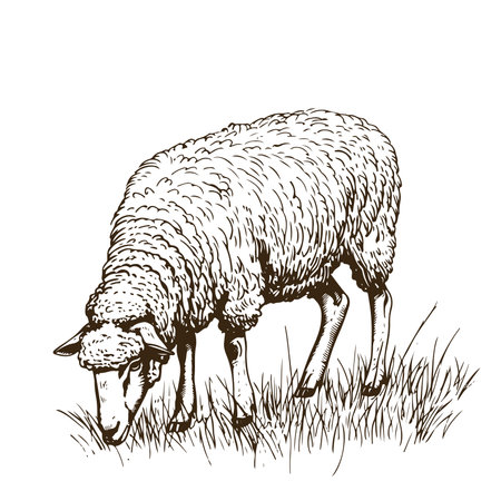 Sketch of sheep, Hand drawn vector illustrationのイラスト素材