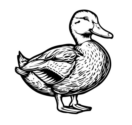 Vector antique engraving drawing illustration of female mallard duck isolated on white backgroundのイラスト素材