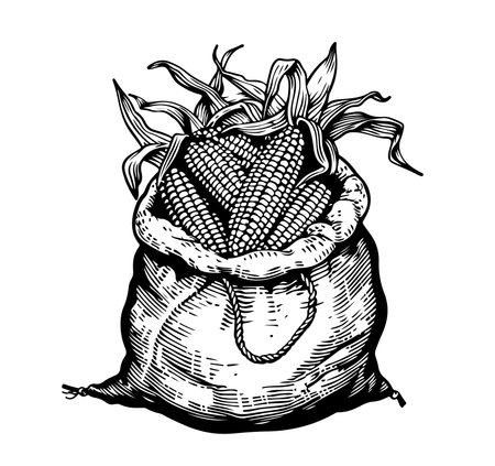 Cobs of corn in bag, grains and cornets. Ink sketch of maize isolated on white background. big set Hand drawn vector illustration. Retro style.のイラスト素材