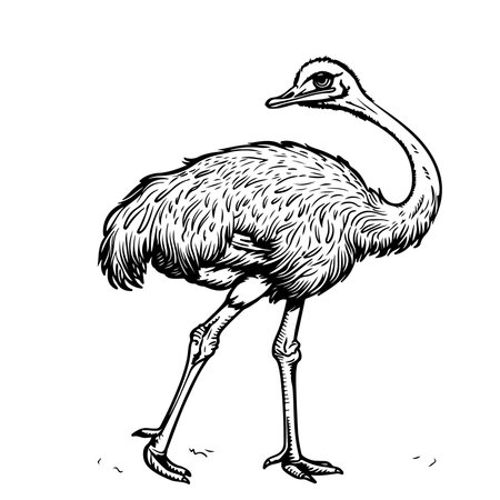 Sketch of an ostrich. Hand drawn illustration converted to vectorのイラスト素材