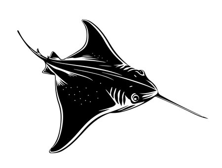 Stingray ink sketch. Detailed hand drawn vector black and white illustration of Stingray. Seafood hand drawn vector illustration. Retro style.のイラスト素材