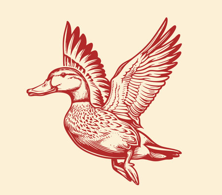flying mallard duck drawingのイラスト素材
