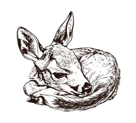 Fawn. Vector black and white illustrationのイラスト素材