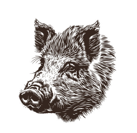 Boar or wild pig, hand drawnのイラスト素材