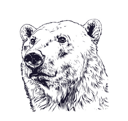 Bear, realistic wild animal sketchのイラスト素材
