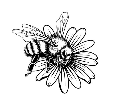 Honey bee flying sketch on white background.のイラスト素材