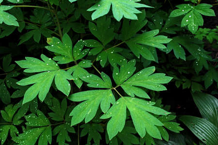 green leaves with drops