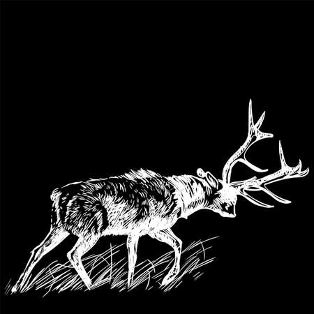 Deer painted with a white pen on the black backgroundのイラスト素材