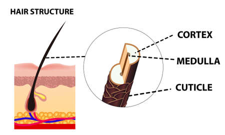 The growth and structure of human hair. Anatomy of the skin and hair. Cross section of skin layers. Detailed medical posterのイラスト素材