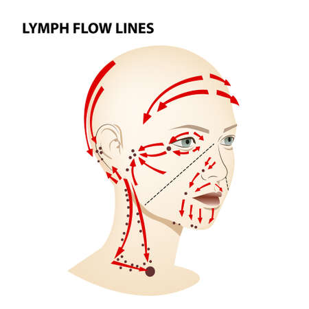 Medical poster. Lymphatic flow on the face and neck of a person, vector diagram of lymphatic drainage.のイラスト素材