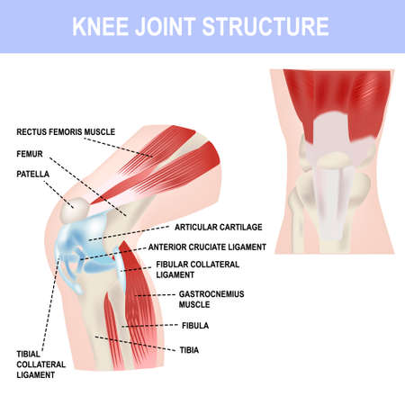 Knee joint structure, vector illustration, medical poster and teaching materials.のイラスト素材