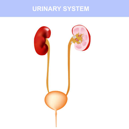 Kidney colorful poster, detailed diagram, cross section and urinary systemのイラスト素材