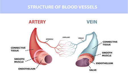 Healthy artery and vein anatomy, layers of arteries and veins, medical illustrationのイラスト素材