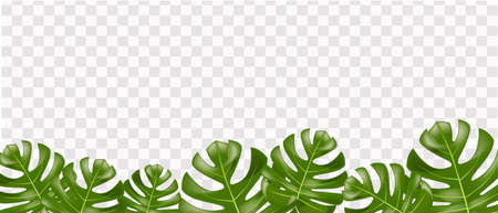 Realistic tropical leaves on transparent background, vectorのイラスト素材