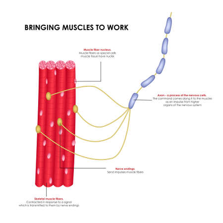 Nerves that bring muscles to work. Realistic medical illustration.のイラスト素材