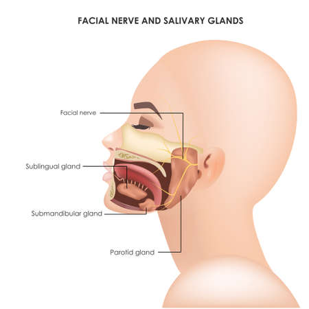 Parotid glands and facial trigeminal nerve. Realistic medical illustration.のイラスト素材