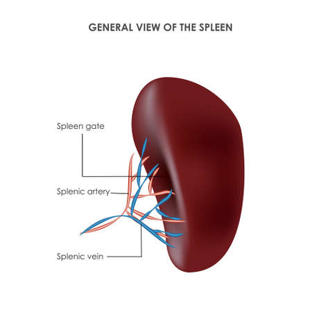 Spleen structure, medical vector illustrationのイラスト素材