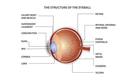 Human eye anatomy, designation, for poster or teaching material medical illustration Vectorのイラスト素材