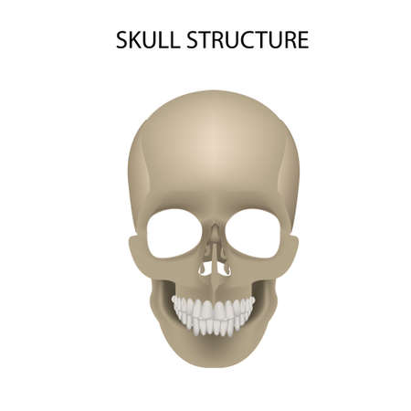 human skull. realistic vector illustrationのイラスト素材