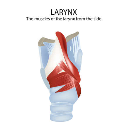 Muscles and cartilage of the larynx, medical vector illustration vectorのイラスト素材