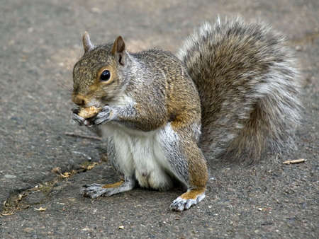 Grey Squirrel Eating A Nutの写真素材