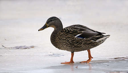 a mallard duck walking on the iceの写真素材