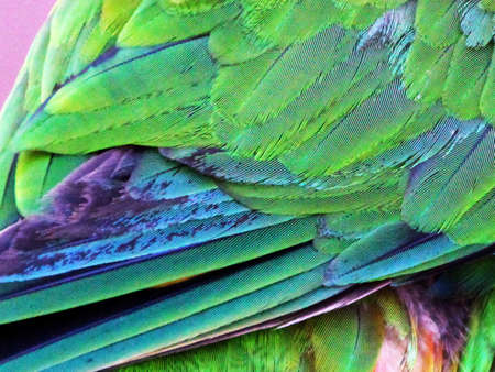 Plumage of Australian  Rainbow Lorikeetの写真素材