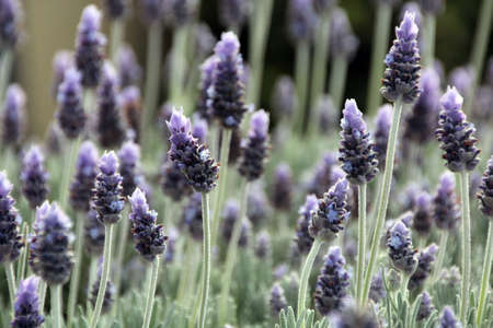 English lavender in full bloom