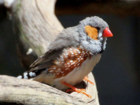 Small Australian  Zebra Finch on Branchの写真素材