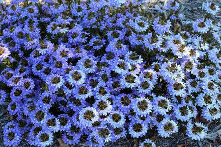 Australian Wild flower Scaevola Aemula Newton Wonder の写真素材