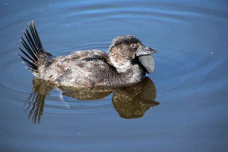 Brown Australian  Male Musk Duck Biziura Lobata  Swimming  in blue lakeの写真素材