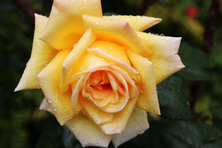 Exhibition Rose Amatso Otome after rain  showerの写真素材