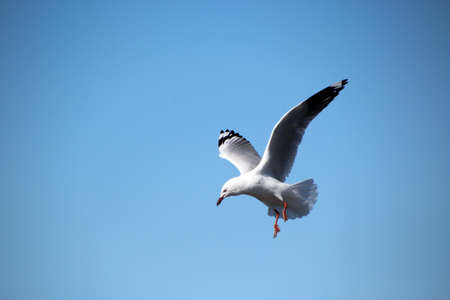 White Seagull preparing to landの写真素材