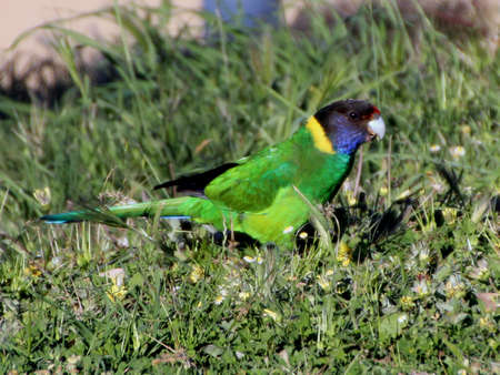Australian    ring necked parrot twenty eight on green grass