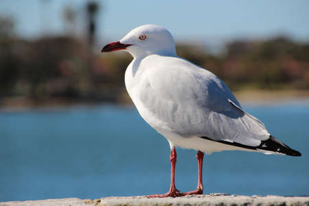 White seagull standing on concrete pillar near estuary  in afternoon sunshineの写真素材