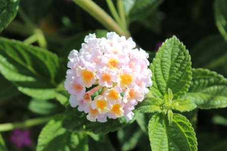 Beautiful lantana flower in early spring sunshineの写真素材