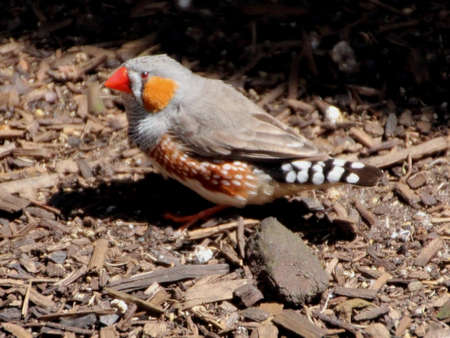 Small  colourful Australian zebra finch on groundの写真素材