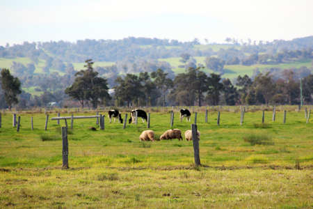 Australian rural farm paddock with sheep and cattle grazingの写真素材