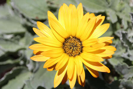 Yellow arctotis daisy in full bloomの写真素材