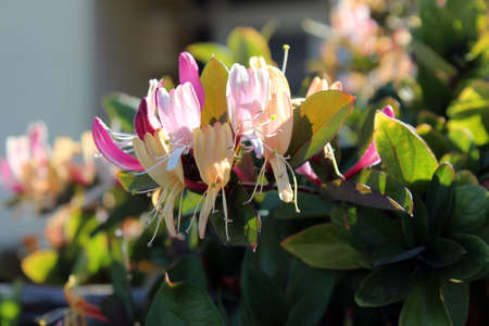 Common honeysuckle  flower Lonicera speciesの写真素材