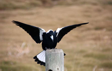 Australian black and white magpie flying onto a wooden post の写真素材