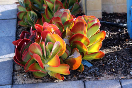 Colourful flapjack cactus plant in garden bed by pathの写真素材