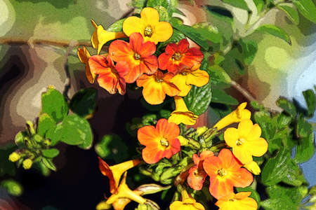 Browallia plant in full bloomの写真素材