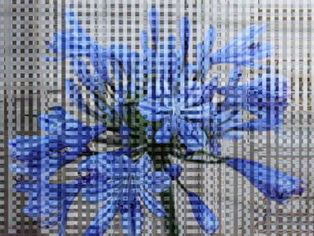 Textured grunge background  with  blue agapanthus flowerの写真素材