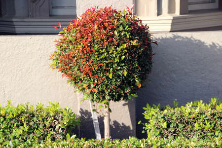 Round green and red leafed   topiary tree in  urban  front garden
