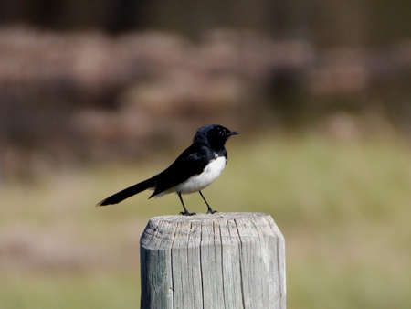 Little willie wagtail perched on wooden post in parkの写真素材