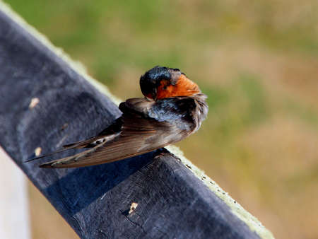 Little Welcome swallow preening  feathers perched on wooden railの写真素材