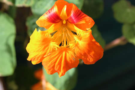 Bright orange nasturtium flower blooming in winterの写真素材